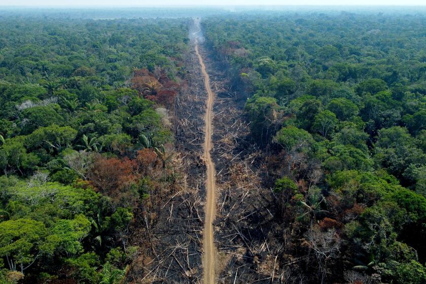 TOPSHOT - A deforested and burnt area is seen on a stretch of the BR-230 (Transamazonian highway) in Humaitá, Amazonas State, Brazil, on September 16, 2022. - According to the National Institute for Space Research (INPE), hotspots in the Amazon region saw a record increase in the first half of September, being the average for the month 1,400 fires per day. (Photo by MICHAEL DANTAS / AFP) (Photo by MICHAEL DANTAS/AFP via Getty Images)