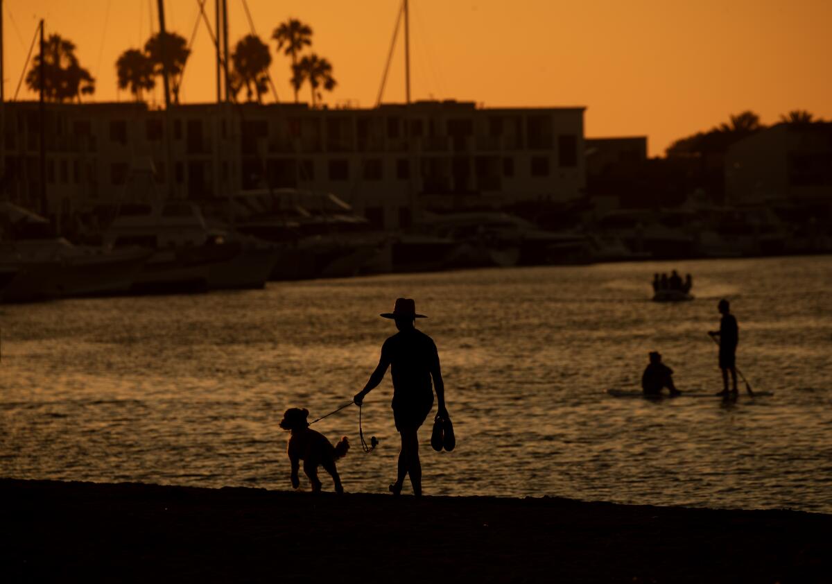 Amid a golden sky, a person walks their dog at water's edge as a couple stand on paddle boards at dusk.