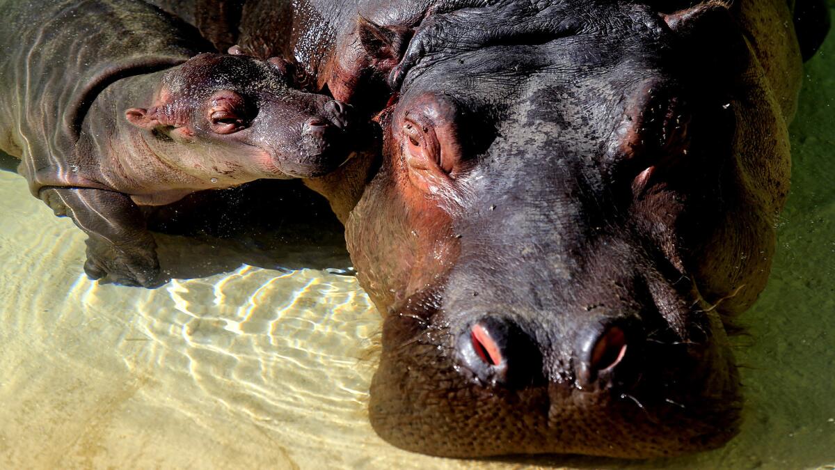 The hippo calf nuzzles with its mother, Mara, at a media event at the L.A. Zoo on Tuesday.