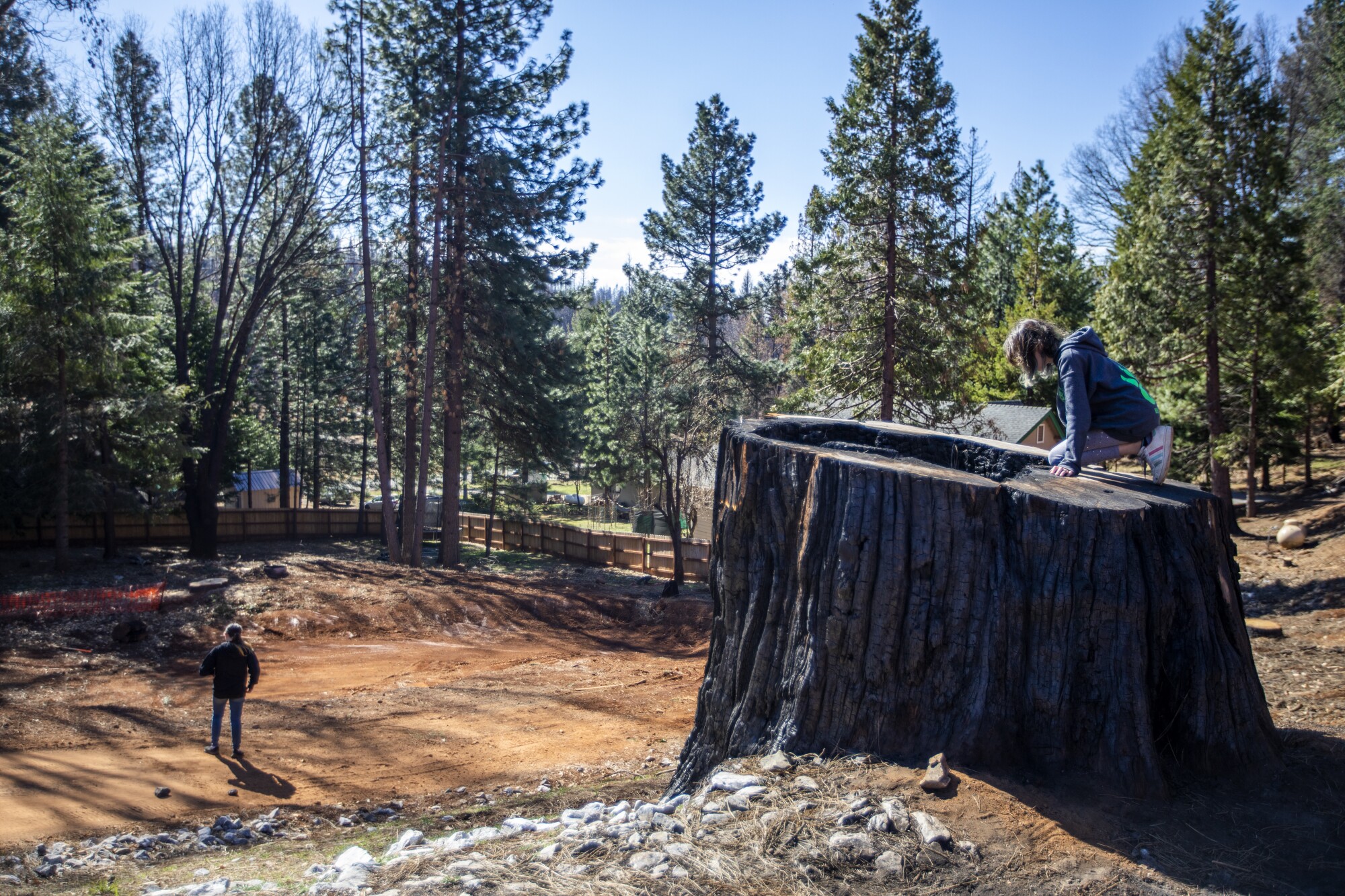 A young girl climbs atop a massive tree stump