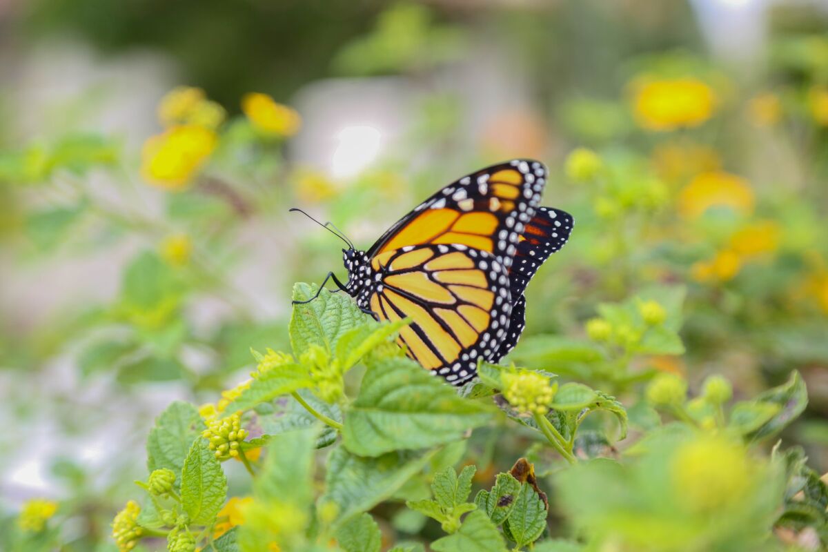 A monarch butterfly alights on a pollinator plant in the new butterfly garden at Seasons Restaurant in Carlsbad.