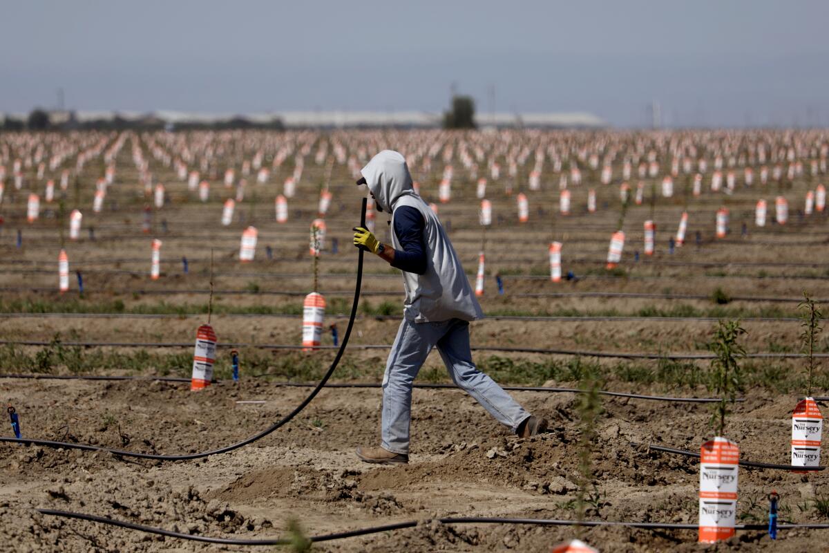 A worker sets up irrigation lines to water almond tree rootstocks in Tulare, Calif., on April 21. 