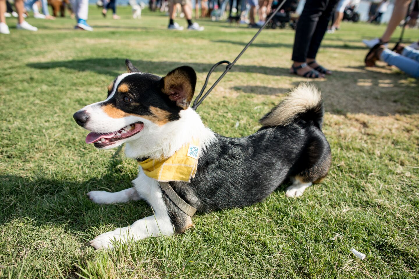 Four-legged friends were welcome at Barks & Brews at the Embarcadero Marina Park North on Saturday, Aug. 21, 2021.