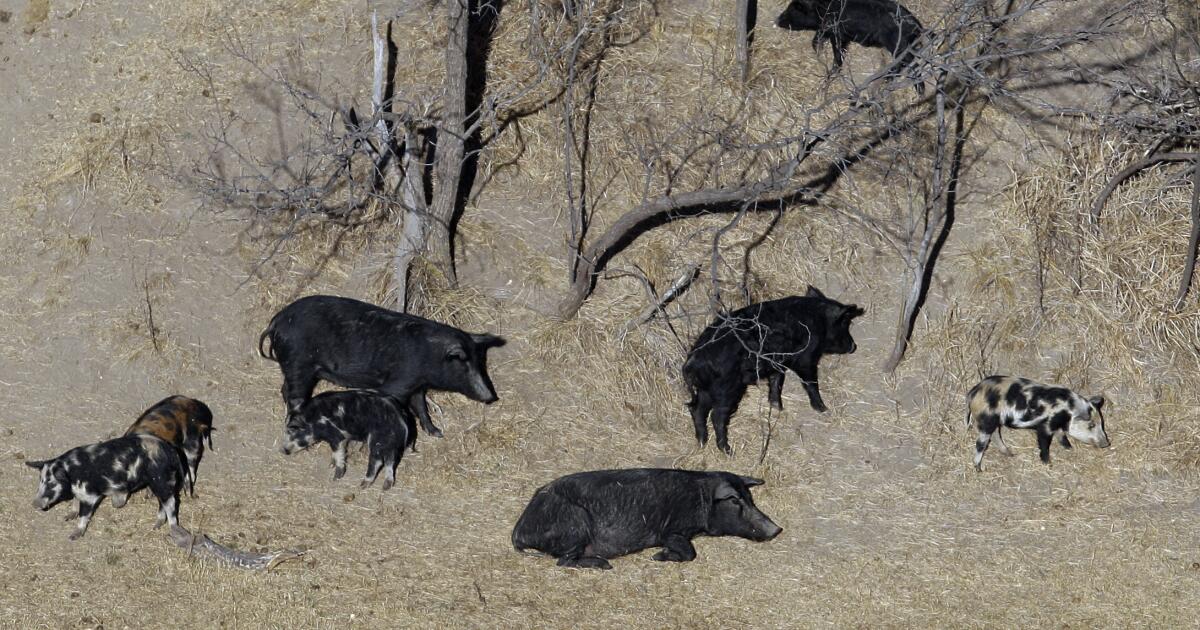 Les « super cochons » difficiles à éradiquer au Canada menacent d’envahir les États-Unis