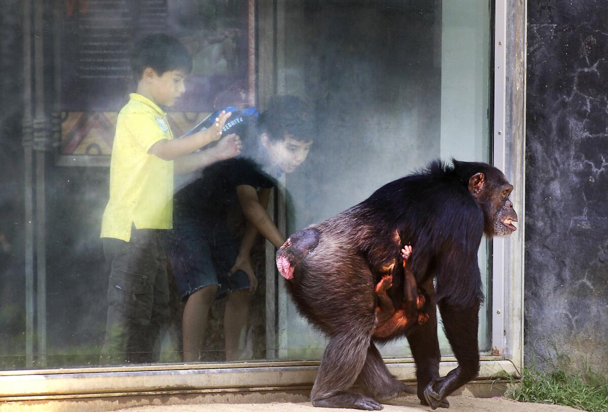 A few small changes in a key stretch of DNA could explain some of the differences between human and chimpanzee brains, a new study suggests. Here, school children lean in for a better look at chimpanzee Yoshi, carrying a 2-month old baby chimpanzee at the Los Angeles Zoo in 2012.