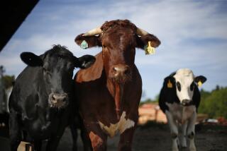 Cattle await their feed at the Caldwell Farm in Turner, Maine.