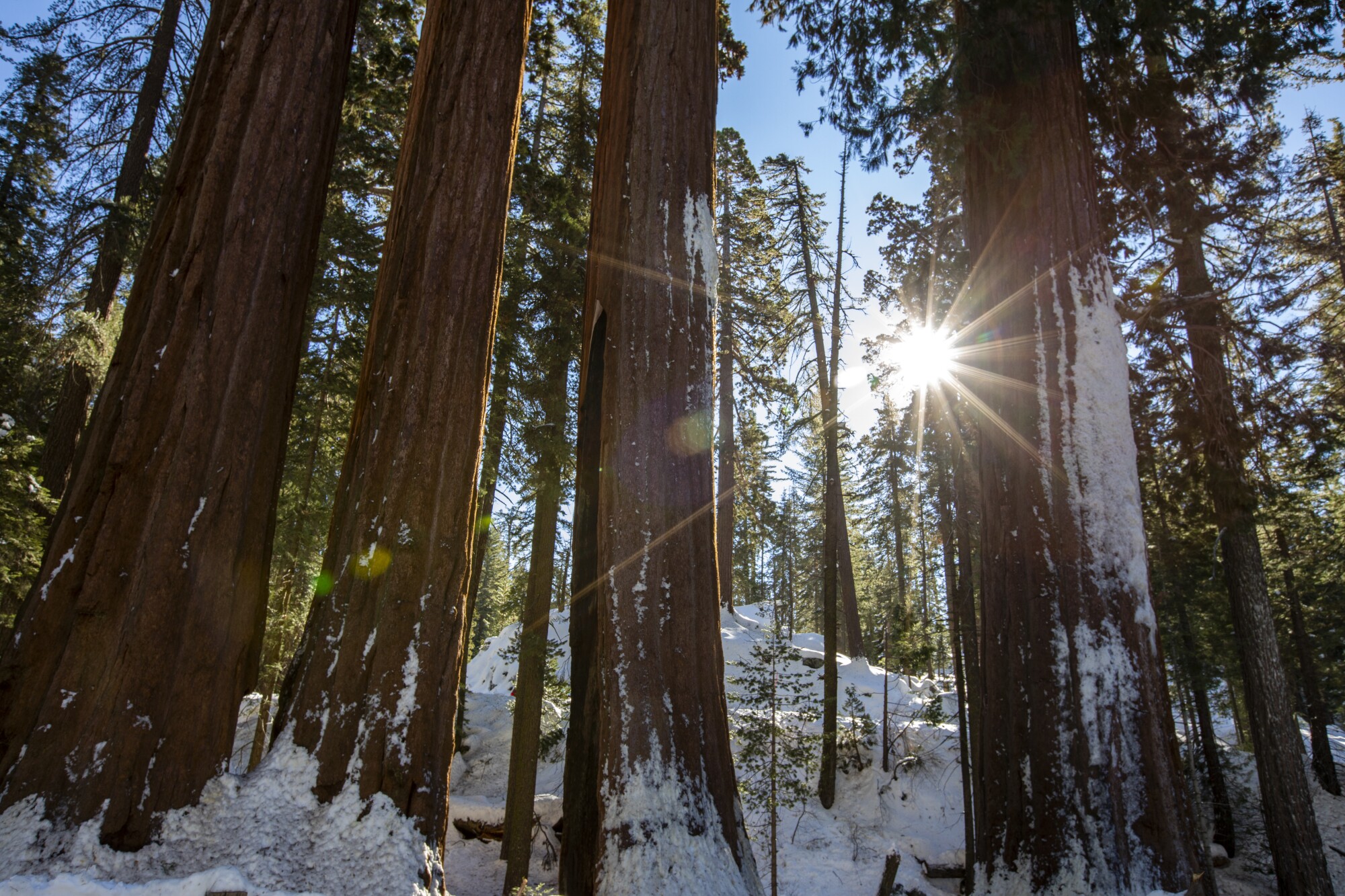 پرتوهای خورشید از میان بیشه‌ای از درختان با شکوه چوب سرخ روی زمین پوشیده از برف می‌درخشند