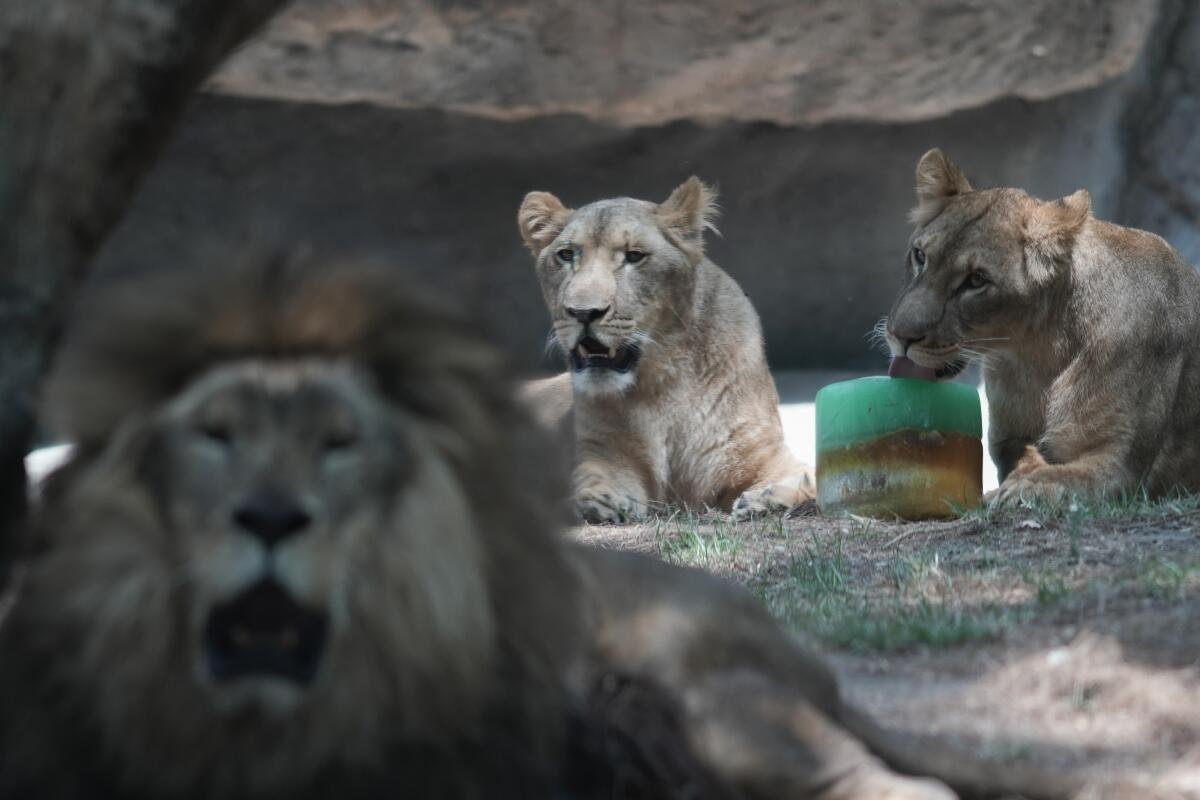 Un león lame una golosina congelada en su recinto en el Zoológico de Chapultepec 