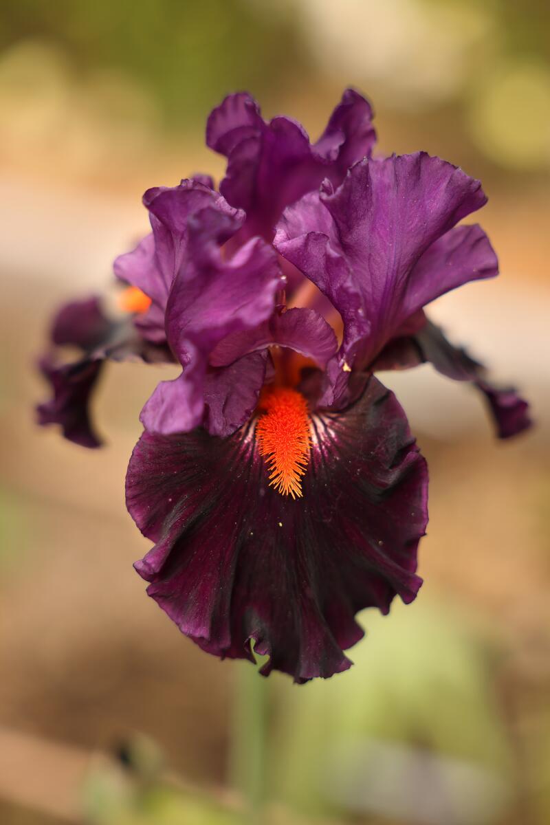 A Sharp Dressed Man iris in Ferguson's garden.