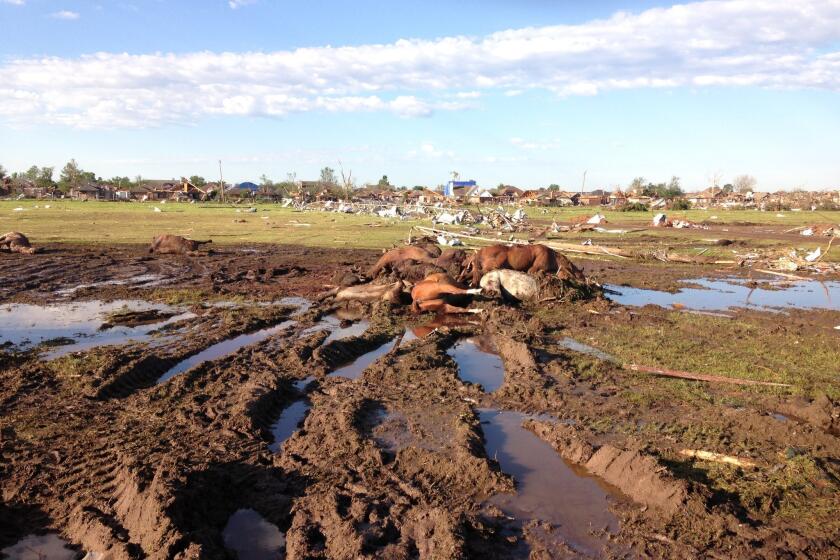A number of animals did not survive the tornado that hit Oklahoma on Monday, including these horses.