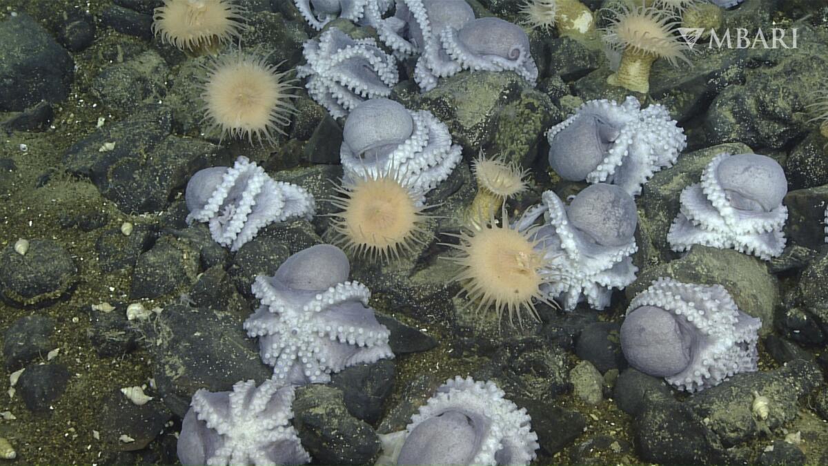 White-tentacled octopuses cluster near beige-colored anemone and rocks 