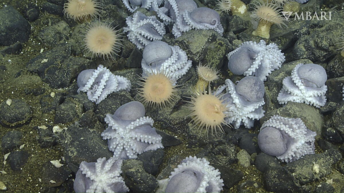 If Octopus 6,000 pearly octopuses are gathered off California. Why? - Los Angeles ...