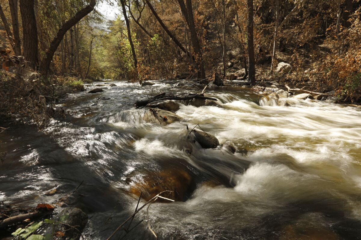 A shallow river flows over rocks in a wooded area