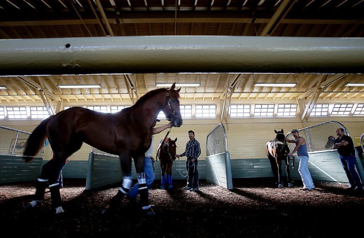 Grooms prepare thoroughbreds for an opening day race at Santa Anita Park on Dec. 26, 2013.