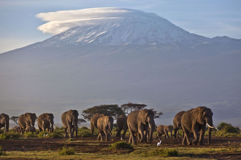 FILE - In this Monday, Dec. 17, 2012 file photo, a herd of adult and baby elephants walks in the dawn light as the highest mountain in Africa, Mount Kilimanjaro in Tanzania, sits topped with snow in the background, seen from Amboseli National Park in southern Kenya. Africa's rare glaciers will disappear in the next two decades because of climate change, a new report warned Tuesday, Oct. 19, 2021 amid sweeping forecasts of pain for the continent that contributes least to global warming but will suffer from it most. (AP Photo/Ben Curtis, File)