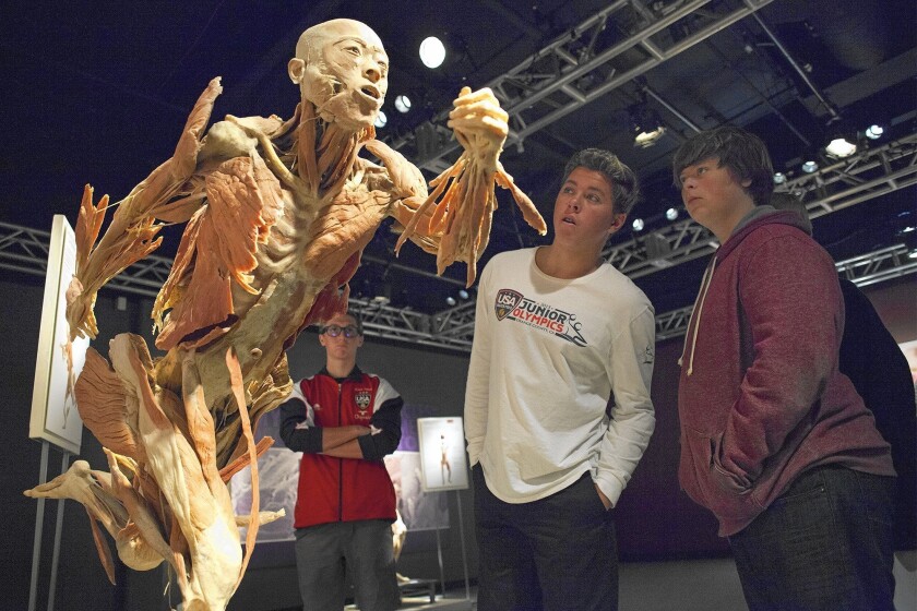 Costa Mesa High School freshmen honors students, from right, Joe Bovaird and Caedmon Fisher get a close look at a human specimen showing the body's four muscle layers at "Bodies: The Exhibition" in Buena Park on Nov. 18.