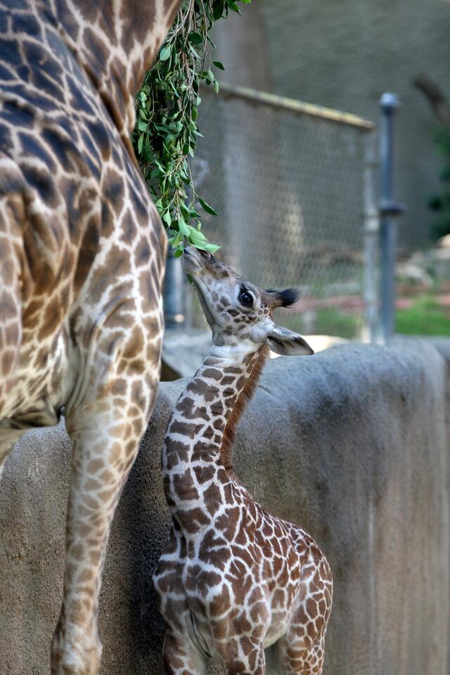 Photo Gallery: Two-week old male baby giraffe now on display at the Los Angeles Zoo