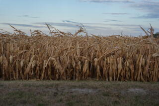 Dry corn grows in a field during a 2024 drought in Washington Court House, Ohio.