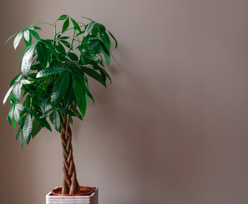 A money tree with a braided trunk in a pot.