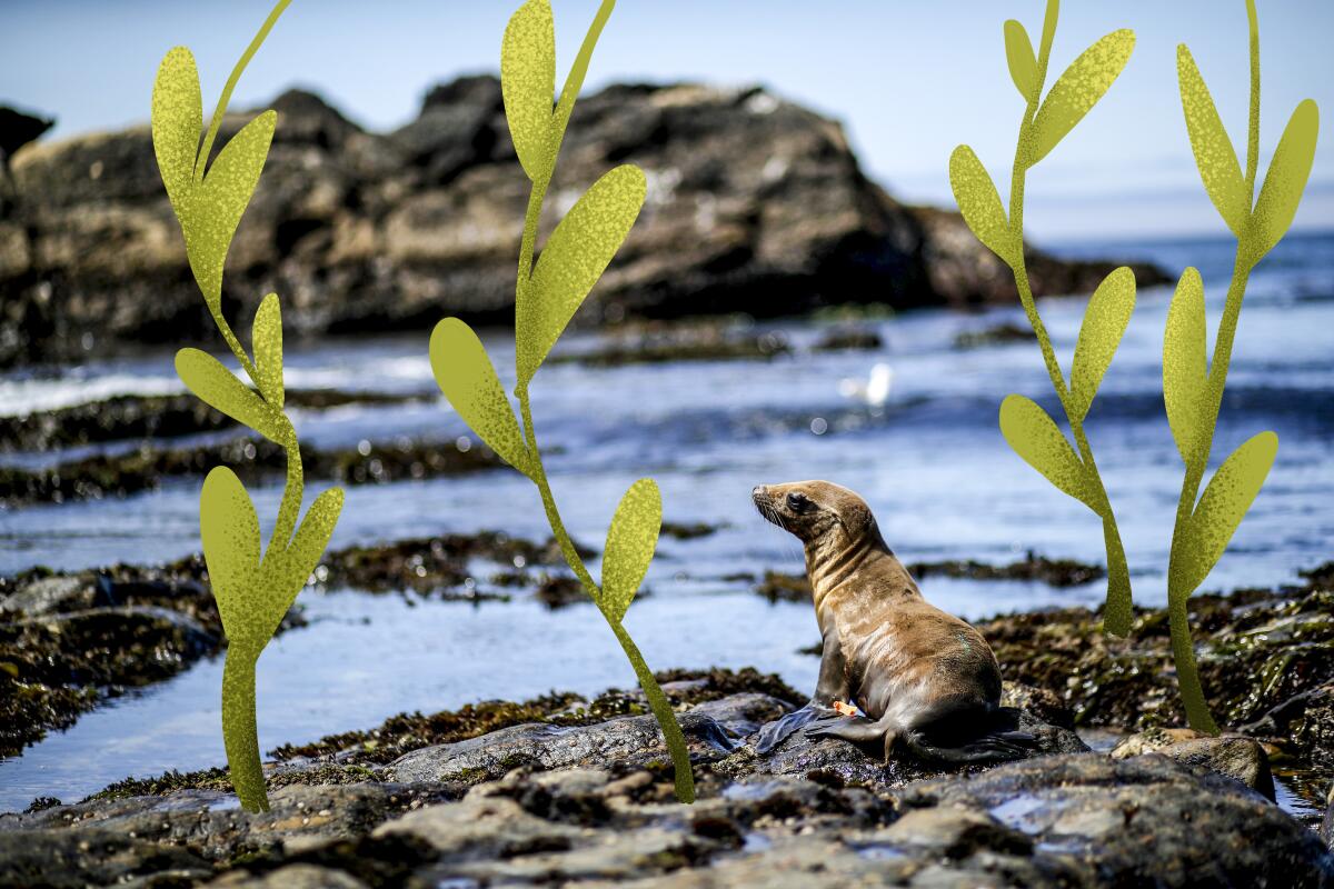 A California sea lion yearling walks toward the water; in the foreground are  illustrated plants. 
