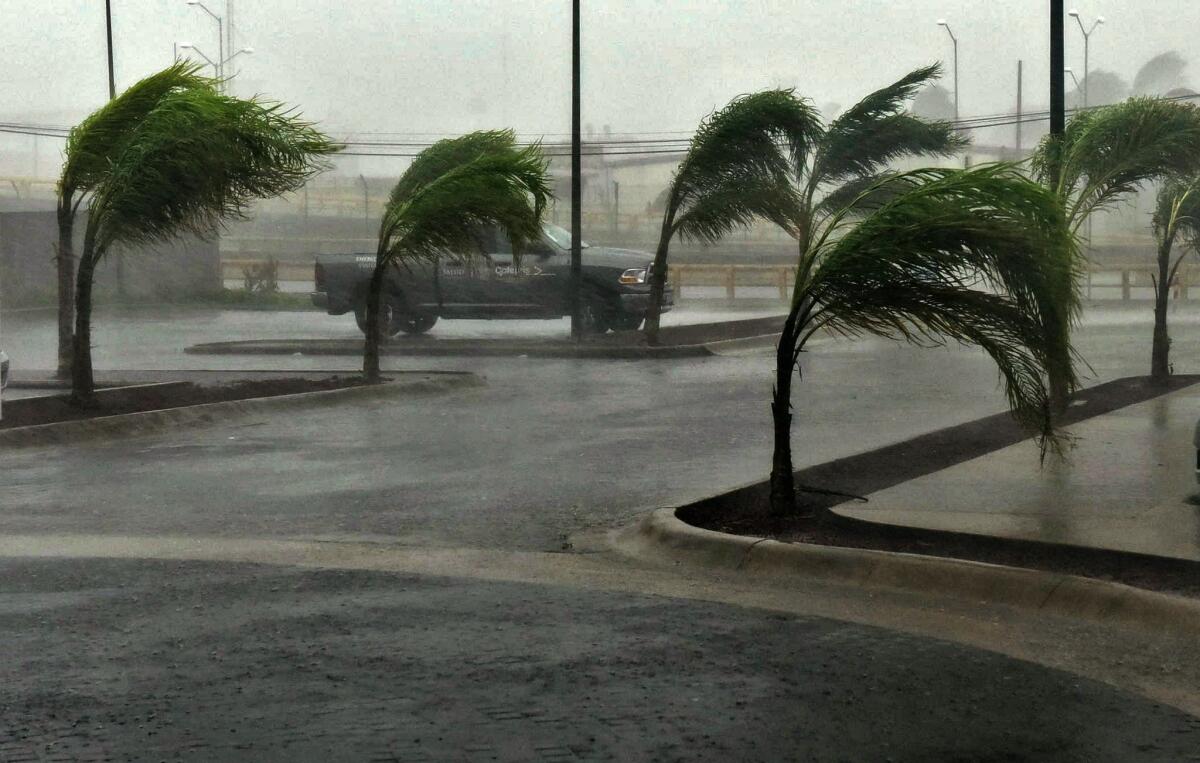 Trees bend under Hurricane Patricia in Manzanillo, Mexico.