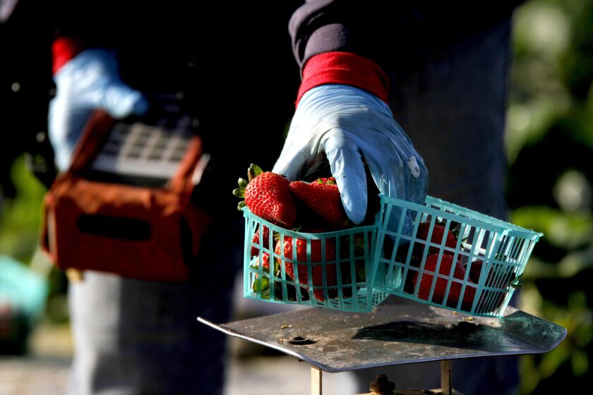 Margarita Corona, 51, weighs strawberries and inputs data in a UC Davis strawberry field in Watsonville.