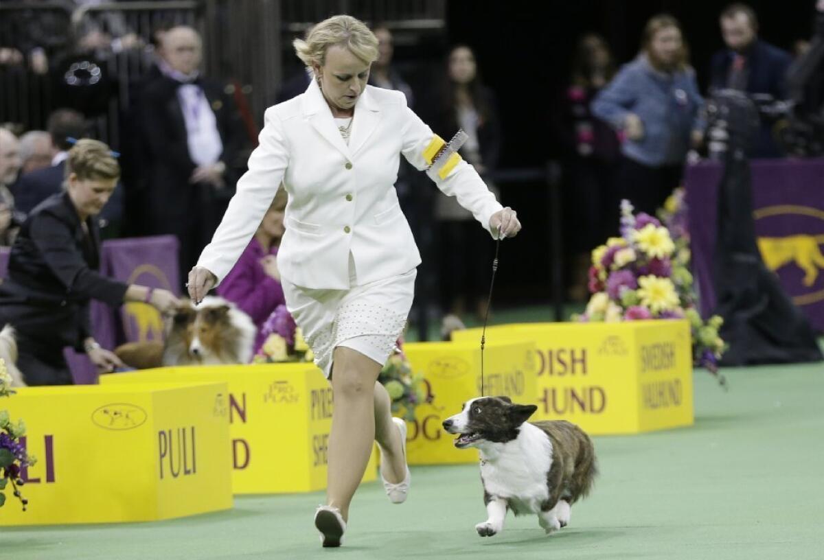 Coco, a Cardigan Welsh corgi, runs for the judges at the Westminster Kennel Club dog show. Coco won in the herding group, moving on to the Best in Show final Tuesday night.