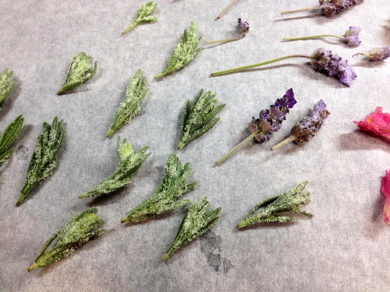 Edible lavender