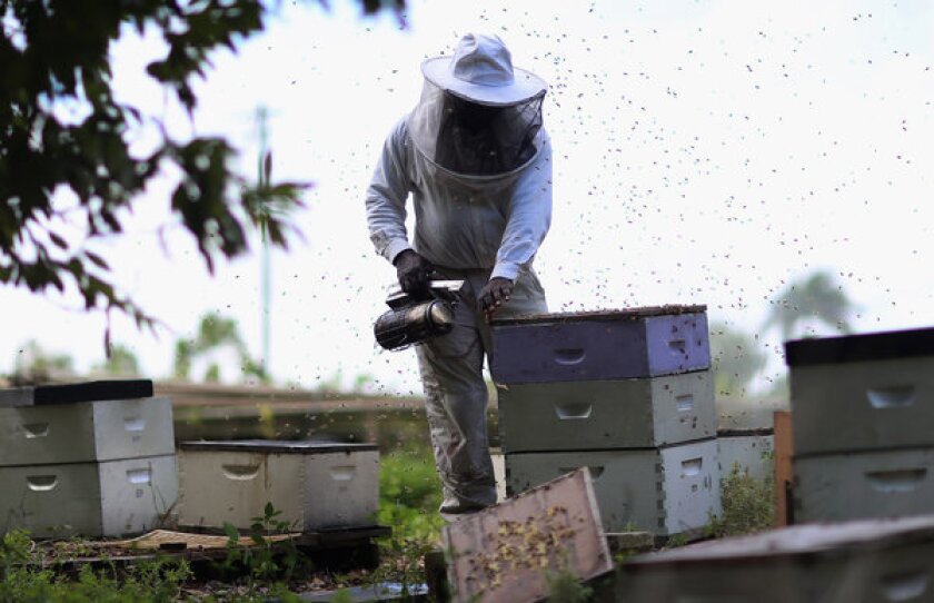 A Florida beekeeper collects honey from his hives. A variety of factors have contributed to a worrisome loss of bee colonies in recent years, and a federal report released Thursday concludes there is no single remedy.
