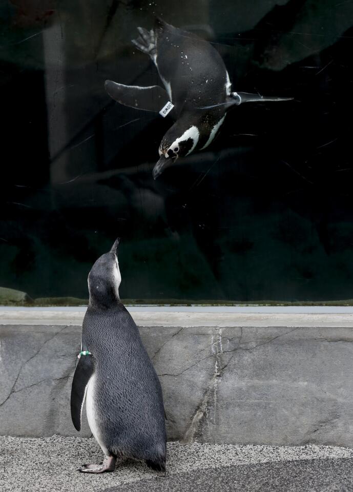 Penguins at the Aquarium of the Pacific