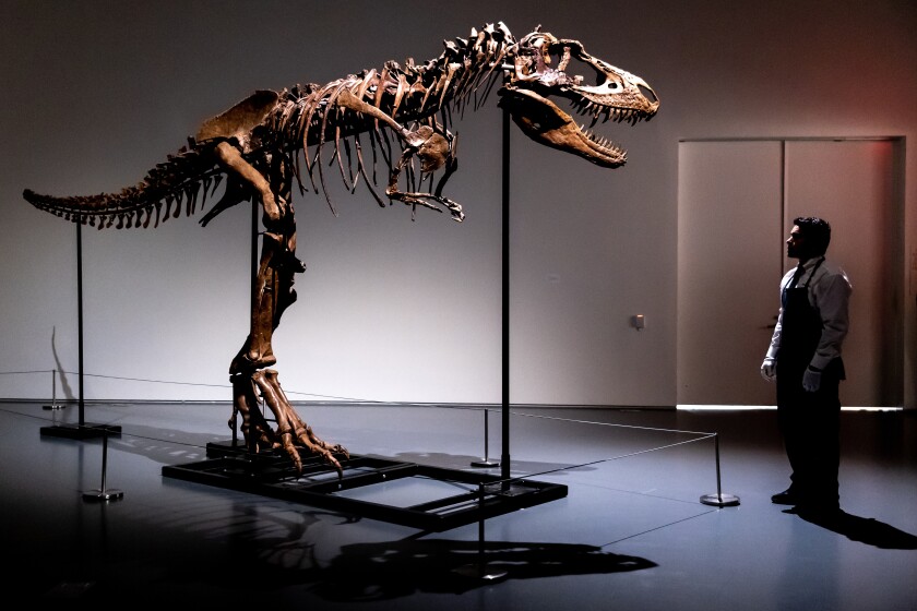 Un empleado de Sotheby's de pie frente a un esqueleto de dinosaurio Gorgosaurus, el primero que se ofrece en una subasta