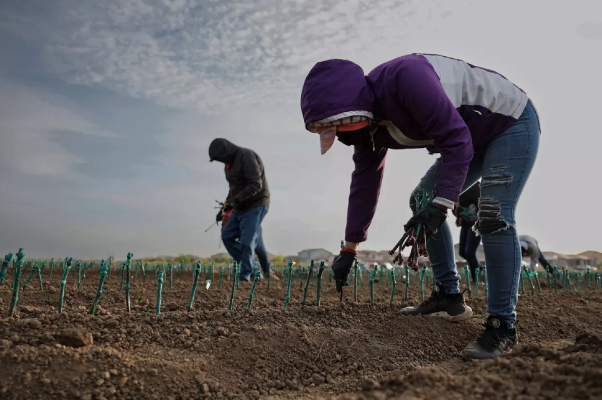 Grupos agrícolas en California buscan desalentar sindicalización de trabajadores