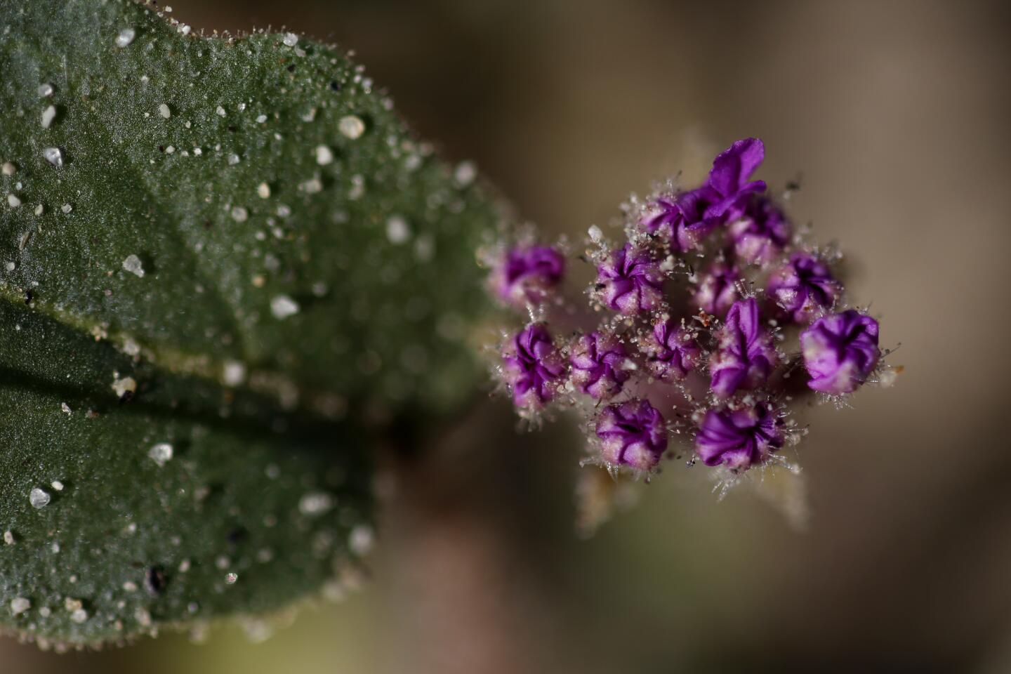 Anza-Borrego Desert State Park