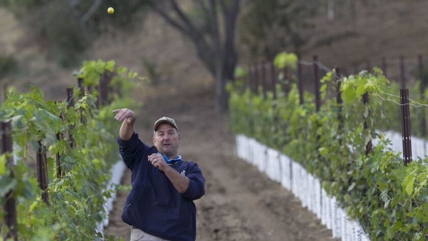 Jade Work, owner of the the former Fallbrook Golf Club which he is transforming into the Monserate winery and event center, throws a old golf ball he found between rows of grape vines.