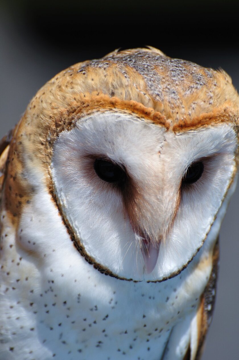 Barn Owl Crowned Audubon S Bird Of The Year The San Diego