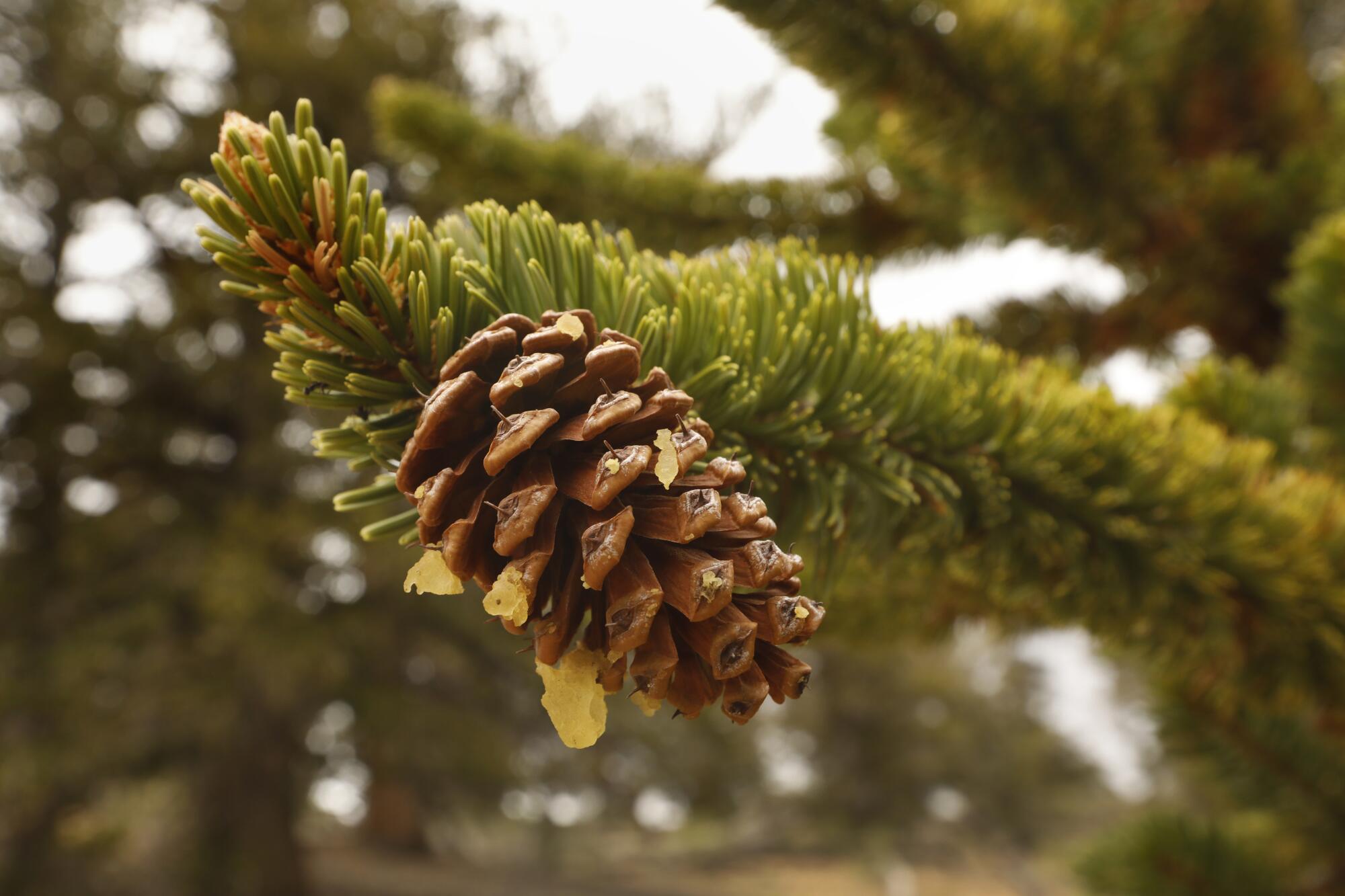 Close-up of a pine cone.