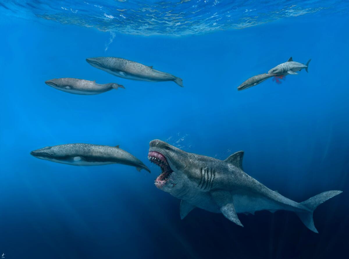 Esta ilustración facilitada por J.J. Giraldo describe el momento en que un tiburón Otodus