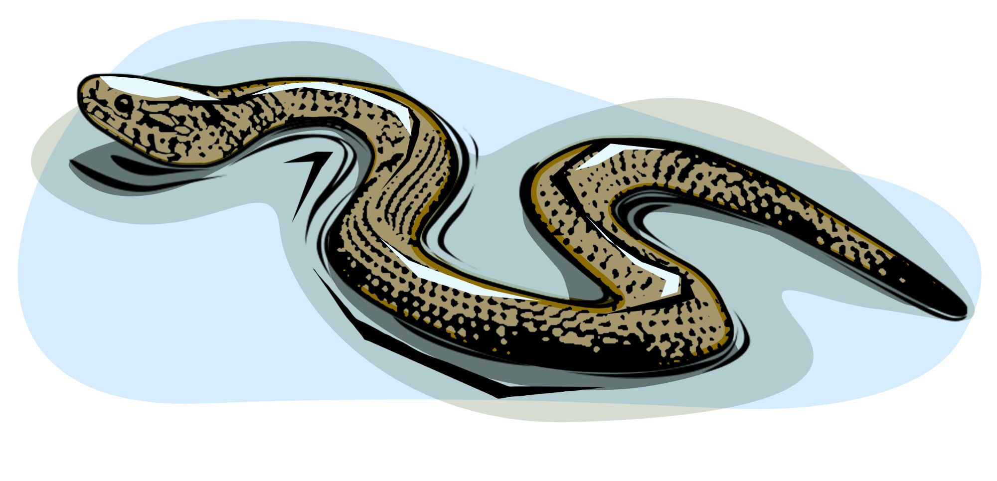 Illustration of a water snake