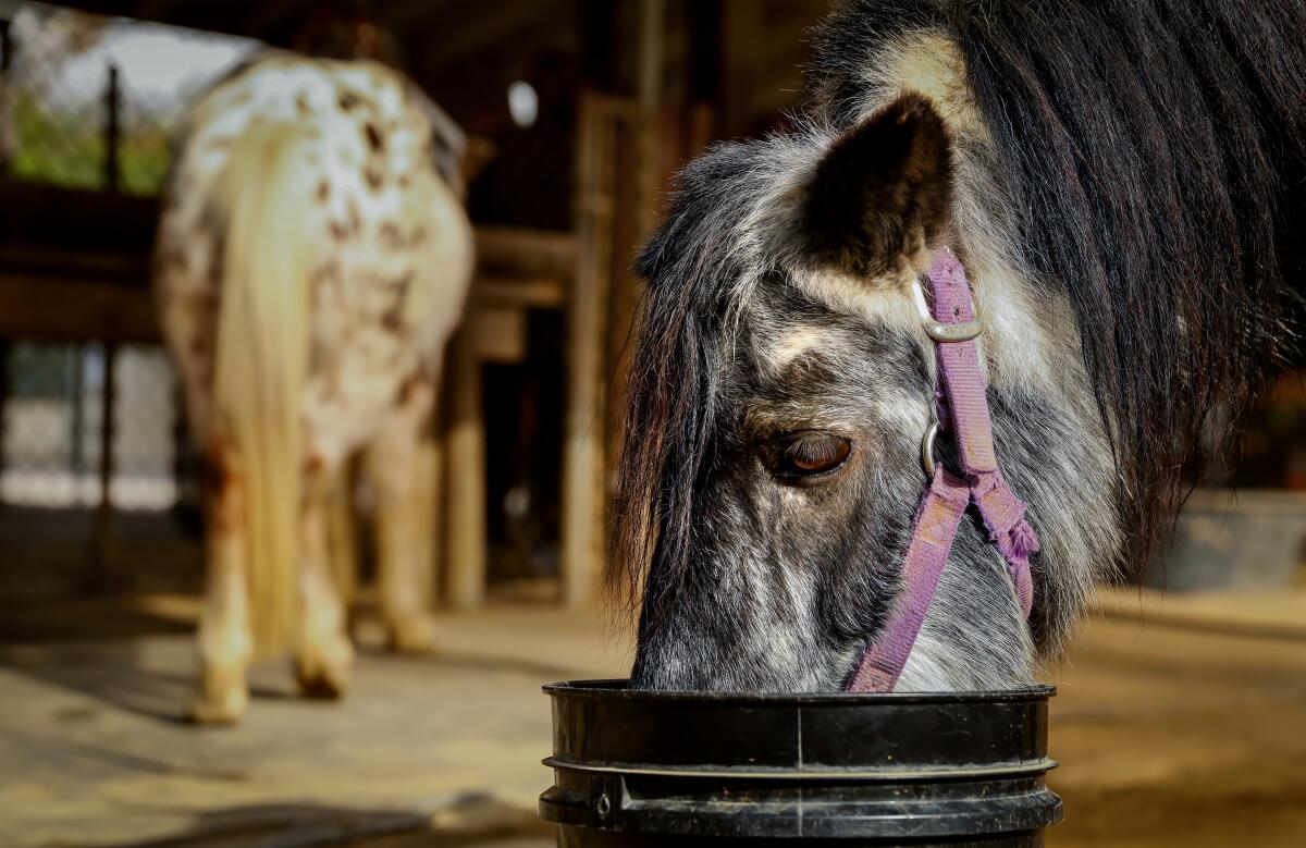 Closeup of a pony with its face in a bucket.