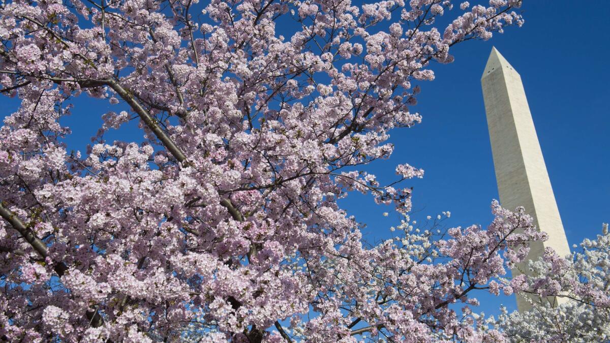 Cherry trees blossom near the Washington Monument on the National Mall in Washington, D.C., on April 11, 2015. The cherry blossoms were originally a gift from Japan.