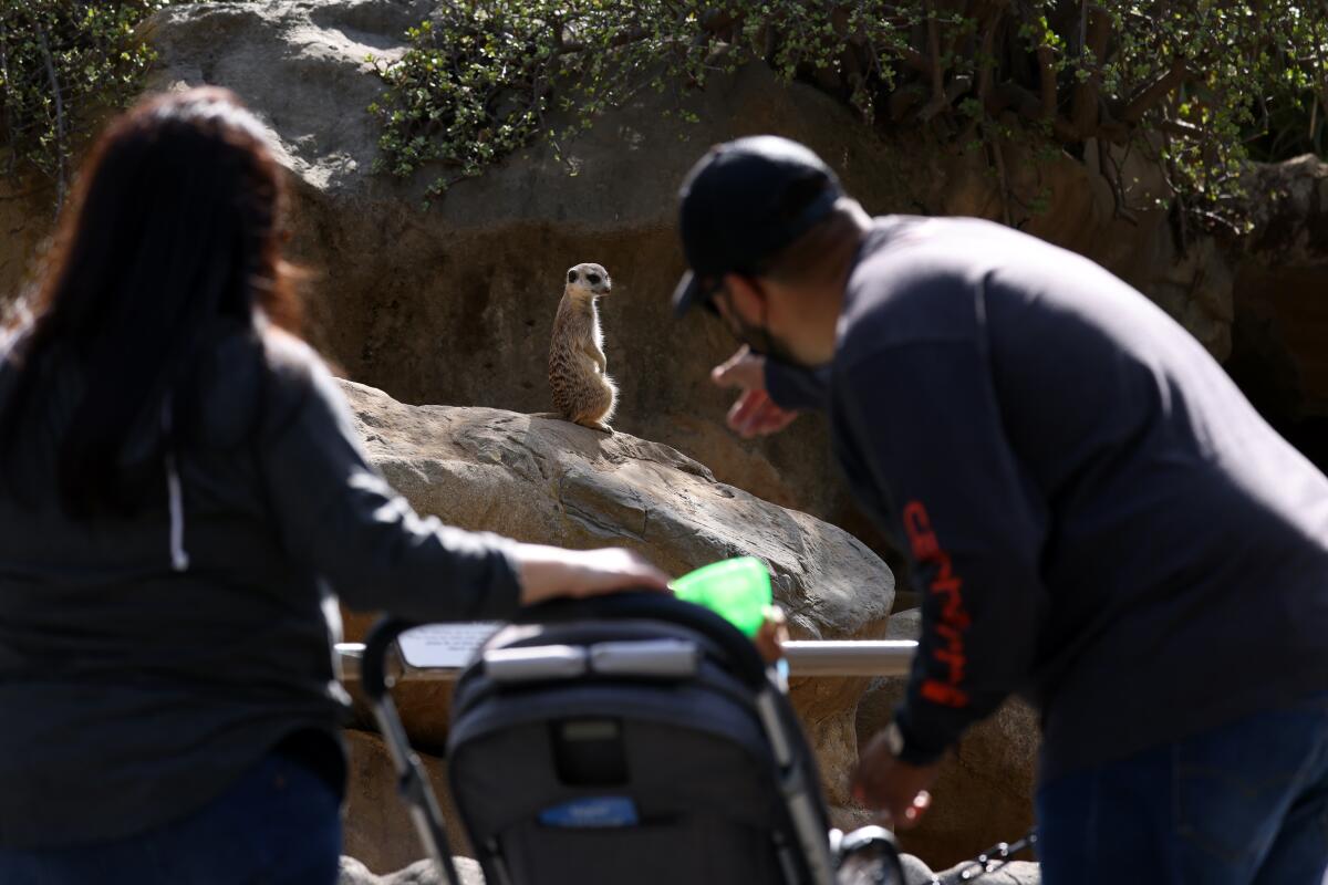 Visitors look at the meerkat exhibit at the Los Angeles Zoo on Feb 16. 