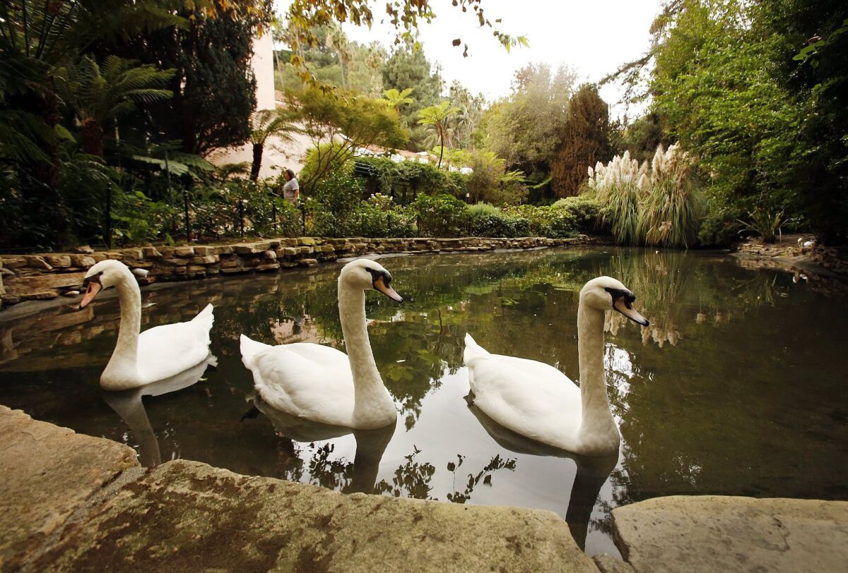 LOS ANGELES, CA NOVEMBER 12, 2014 -- Swan Lake at the entrance to the Hotel Bel-Air located at 701 Stone Canyon Road in Los Angeles on November 12, 2014 collects water running downstream then filters and recycles it to keep the lake full. In addition the Hotel Bel-Air has installed a system to clean water from its newly completed Canyon Suites for use in irrigating the 12-acre landscape and is monitored by Enzo Manca, Director of Engineering. The grey water treatment was incorporated during the 2009 renovation. In the face of the worst drought in California history, some hotels have adopted creative water-saving measures. Manca is responsible for maintaining the grey water recycling system at the Hotel Bel-Air. (Al Seib / Los Angeles Times)