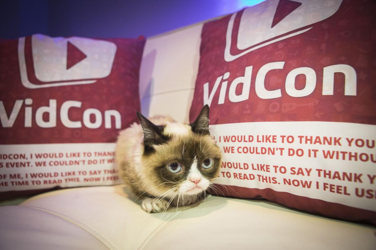 A cat sandwiched between two pillows that say "VidCon."