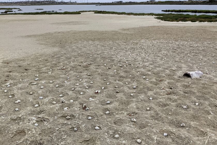 This undated photo provided by the California Department of Fish and Wildlife show some 3,000 elegant tern eggs that were recently abandoned on a nesting island at the Bolsa Chica Ecological Reserve in Huntington Beach, Calif., after a drone, prohibited in the area, crashed and scared off the would be parents. (California Department of Fish and Wildlife via AP)