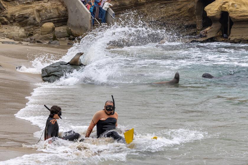 La Jolla, CA - October 08: Visitors view snorkelers and Sea Lions resting on the rocks and beach at La Jolla Cove in La Jolla Tuesday, Oct. 8, 2024. (Allen J. Schaben / Los Angeles Times)