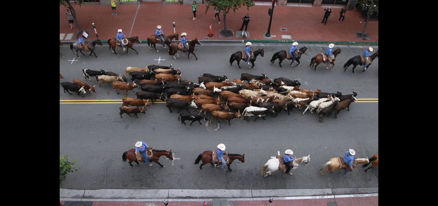 Cowboys guide cattle up 5th Avenue.
