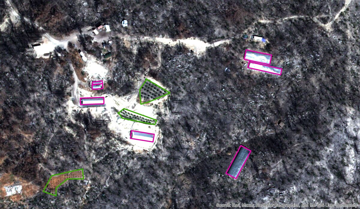 Satellite image shows cannabis greenhouses and gardens rise from the ashes of the North Complex fire.