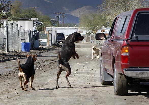 A pair of dogs chase cars through the Duroville trailer park in Thermal, Calif. Residents say the aggressive dogs leave them too afraid to go English classes or the laundromat, their children confined to the porch for fear of being attacked.