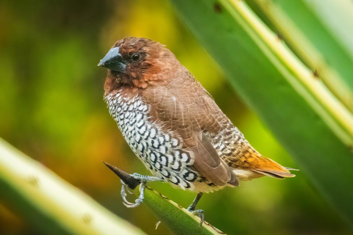 An adult nutmeg mannikin, also known as a spice finch.