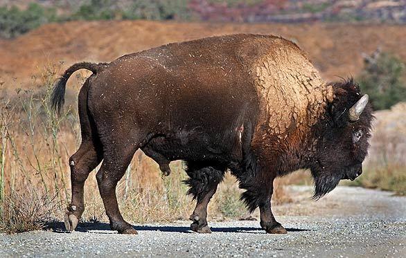 Bison on Camp Pendleton